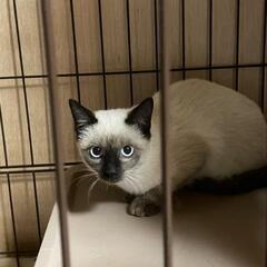 ひとりぽっちのシャムちゃん - 猫