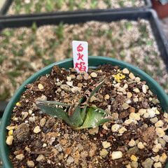 アガベ 白火焰 (ホワイトファイヤー)