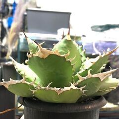 アガベ 白火焰 (ホワイトファイヤー)