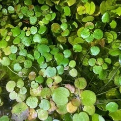 水草  ドワーフフロッグビット   メダカに！