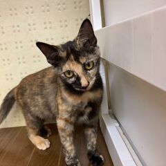さび猫【メス・4か月】良く懐く大人しい子です！！の画像