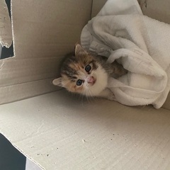 生後二〜三週間の子猫 再募集 急募