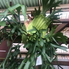 沖縄みどり倶楽部🌱