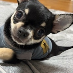 スムースチワワ