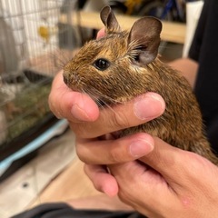 デグー里親募集