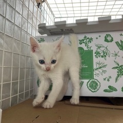 8月16日生まれの子猫(里親様が決まりました)
