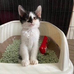〜正式譲渡〜　ボンネットで頑張った子猫の家族になって頂けませんか。