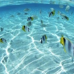１０月６日(木)うるま市の島内でシュノーケリング🐠🐡