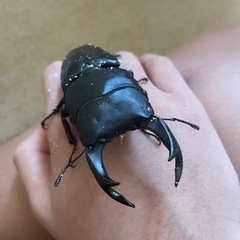 能勢SR血統 オオクワガタ オス86mmの画像