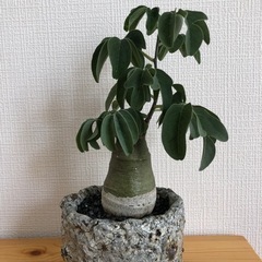【観葉植物】アデニアグラウカ