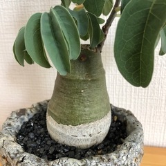 【観葉植物】アデニアグラウカの画像