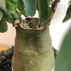 【観葉植物】アデニアグラウカの画像
