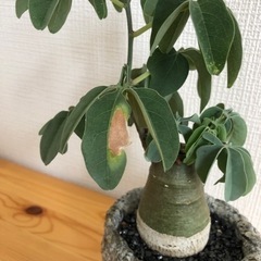【観葉植物】アデニアグラウカの画像