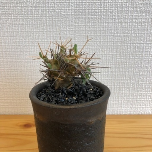 【観葉植物】オトンナユーフォルビオイデス