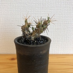 【観葉植物】オトンナユーフォルビオイデスの画像