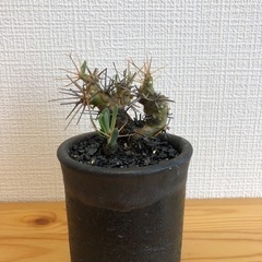 【観葉植物】オトンナユーフォルビオイデス