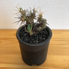 【観葉植物】オトンナユーフォルビオイデスの画像