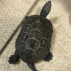 亀　可愛がってくださる方に
