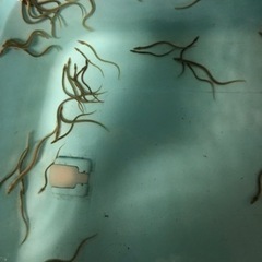 ウナギ　うなぎ　淡水魚　熱帯魚　　古代魚