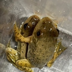 元気でよく食べるカエルちゃん(^^) 6匹