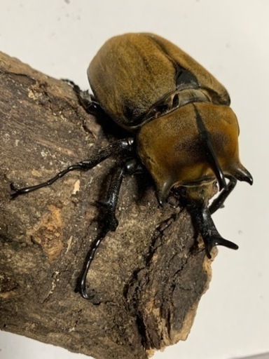 ギアスギアスゾウカブト(旧ルンバッシャー)♂1♀2