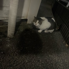 1〜2歳くらいの野良のキジシロ