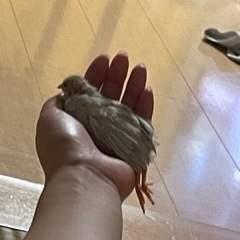 姫うずらの里親 - その他