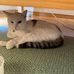飼い主を探しています。