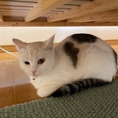 飼い主を探しています。 - 猫