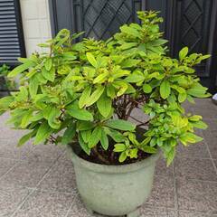 鉢植え★盆栽★ツツジ