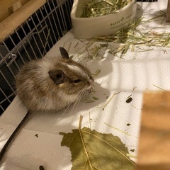 デグー赤ちゃん里親募集