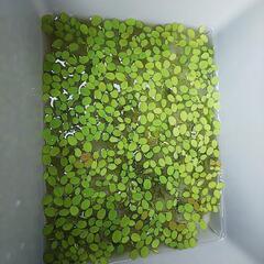 水草 オオサンショウモ