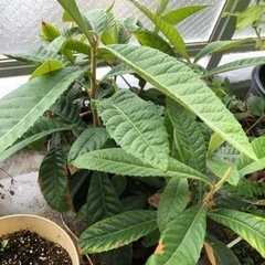 枇杷　苗木　3本　抜き苗　びわ　実生苗　