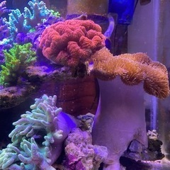 ウミキノコ　特大　±20 ウミキノコ 特大 ±20