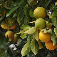 【住み込み/寮費無料】【超短期】【12月】愛媛県松山市中島でみか...