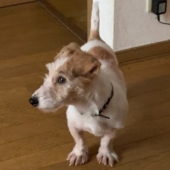 犬