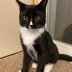 5ヶ月齢の男の子里親さん決まりました