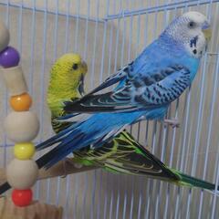 (取り引き中)セキセイインコのペア