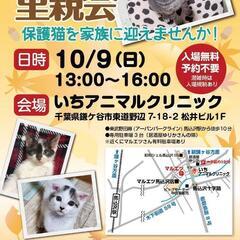 鎌ケ谷開催！保護ねこ里親会