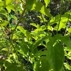 パッションフルーツ　切り枝