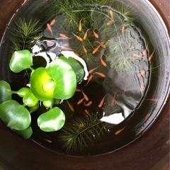 　楊貴妃系琥珀メダカ　オレンジが綺麗です　１０匹で400円の画像