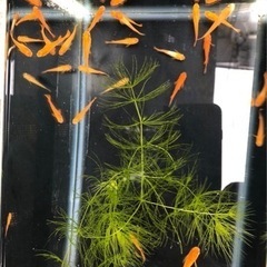 　楊貴妃系琥珀メダカ　オレンジが綺麗です　１０匹で400円の画像