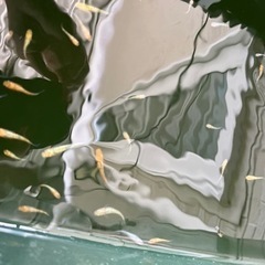 夜桜メダカ　１匹の画像