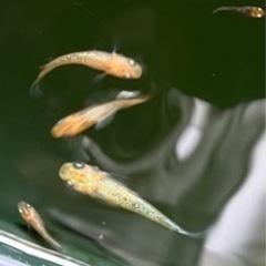 夜桜メダカ　１匹