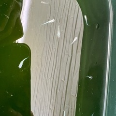 極龍メダカ若魚