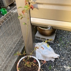 ブルーベリーの苗木