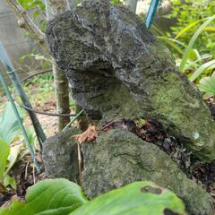 [お話し中]　　年期の入った庭石　の画像
