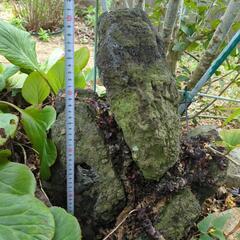 [お話し中]　　年期の入った庭石　の画像