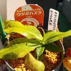 食虫植物ネペンテスGAYA¥1000の画像