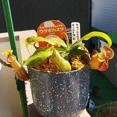 食虫植物ネペンテスGAYA¥1000の画像